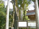 東吉野村瀧野水分神社の社の後の大ケヤキ