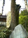 東吉野村瀧野の水分神社の大ケヤキの石碑