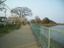 岩田池の桜並木と防護柵