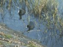 岩田池にいる水鳥バン