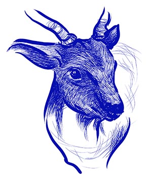 青い鹿イラスト4