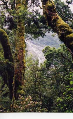 nz