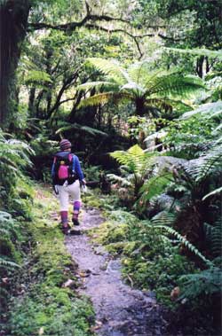 nz