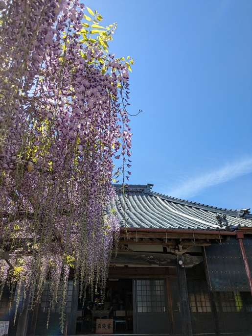 藤