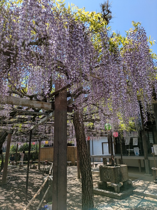 藤