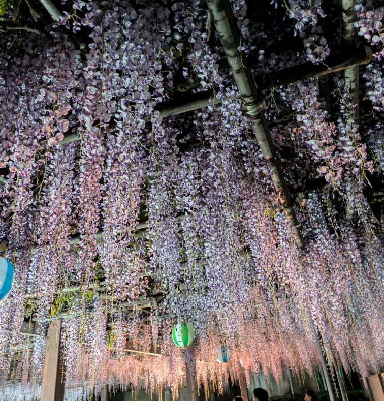 藤
