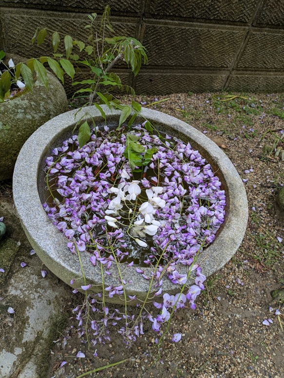 藤