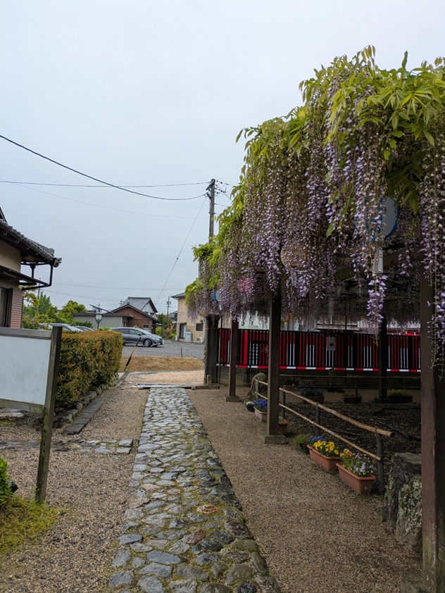 藤