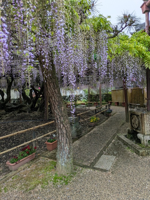 藤