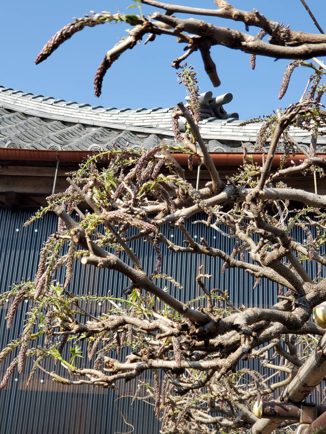 藤